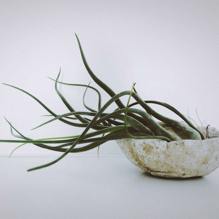 Tillandsia - Mix van 3 - Luchtplantjes