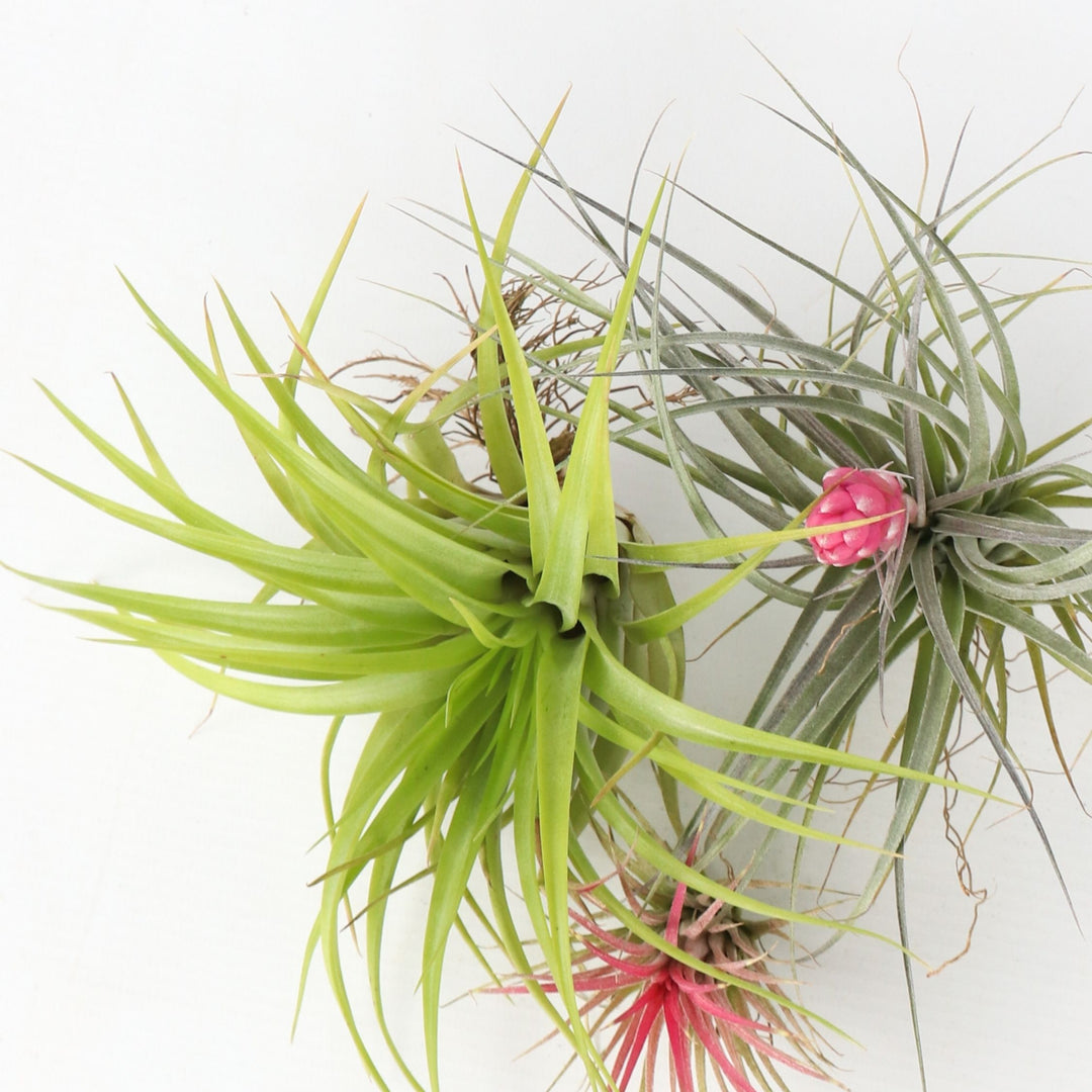 Tillandsia - Mix van 6 - Luchtplantjes