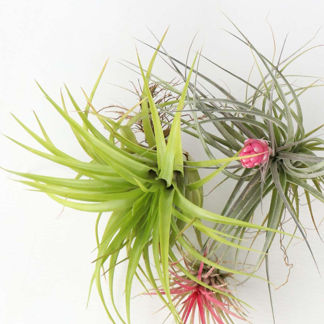 Tillandsia - Mix van 6 - Luchtplantjes