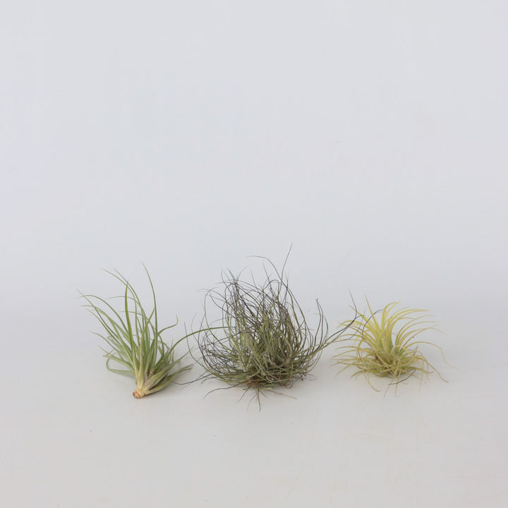 Tillandsia - Mix van 3 - Luchtplantjes