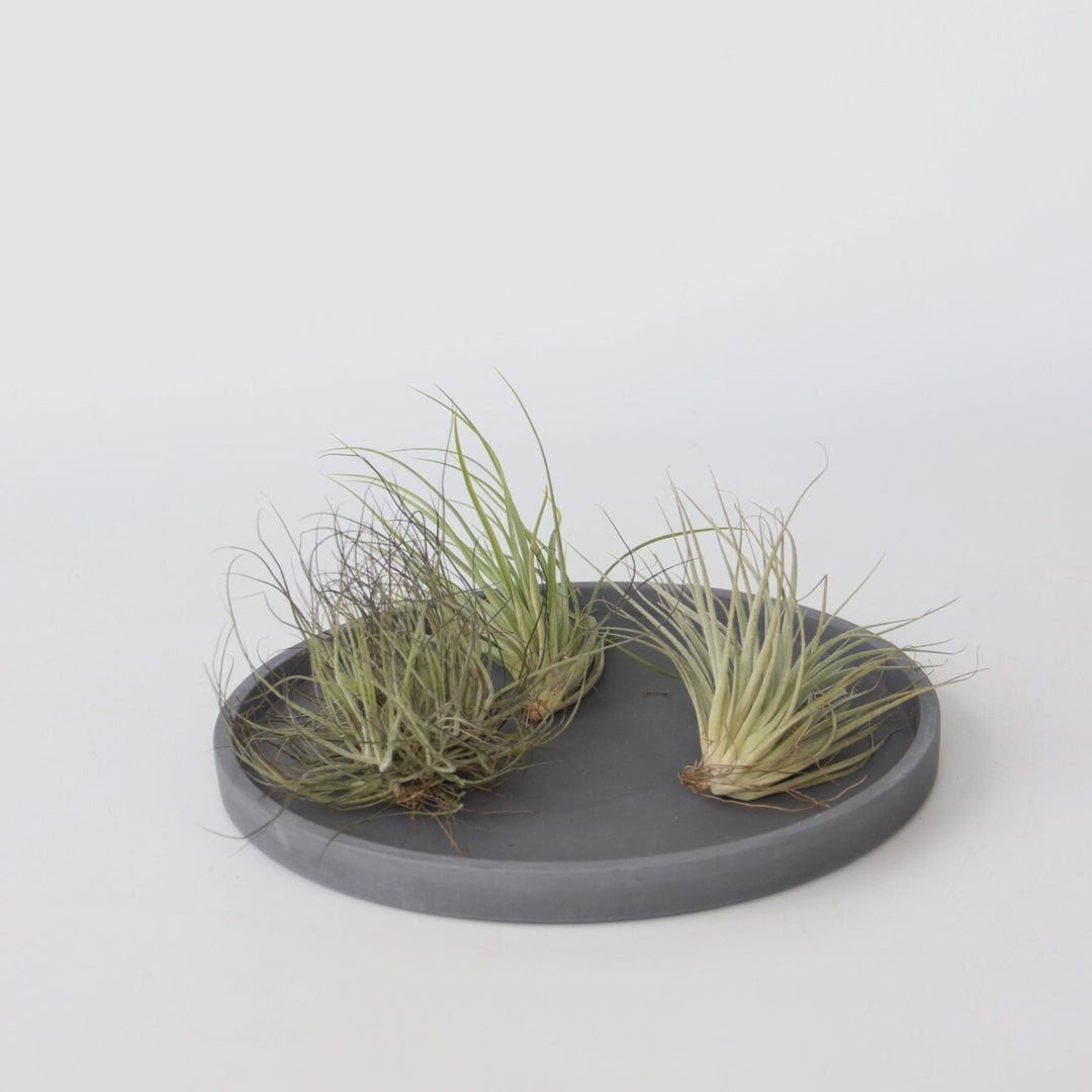 Tillandsia - Mix van 3 - Luchtplantjes