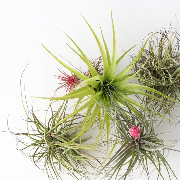 Tillandsia - Mix van 5 - Luchtplantjes