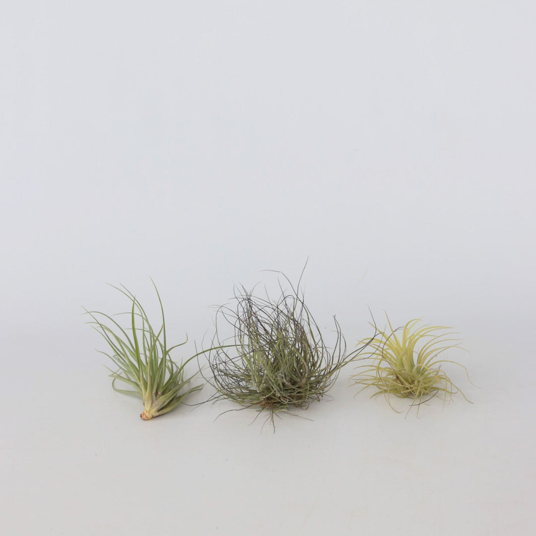 Tillandsia - Mix van 5 - Luchtplantjes