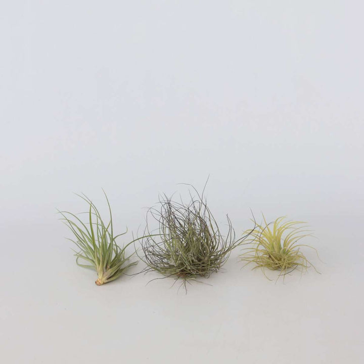 Tillandsia - Mix van 6 - Luchtplantjes