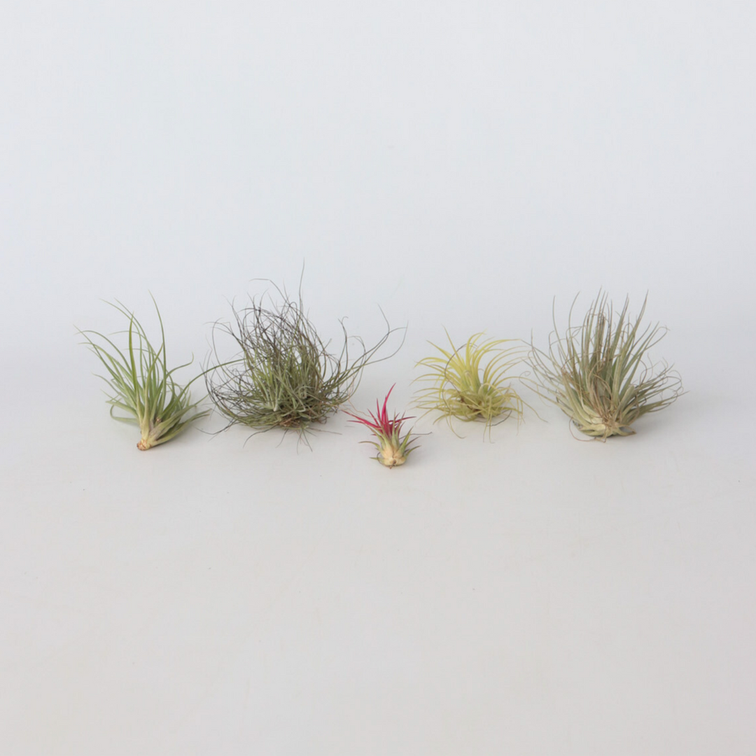 Tillandsia - Mix van 5 - Luchtplantjes