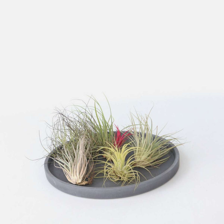 Tillandsia - Mix van 6 - Luchtplantjes