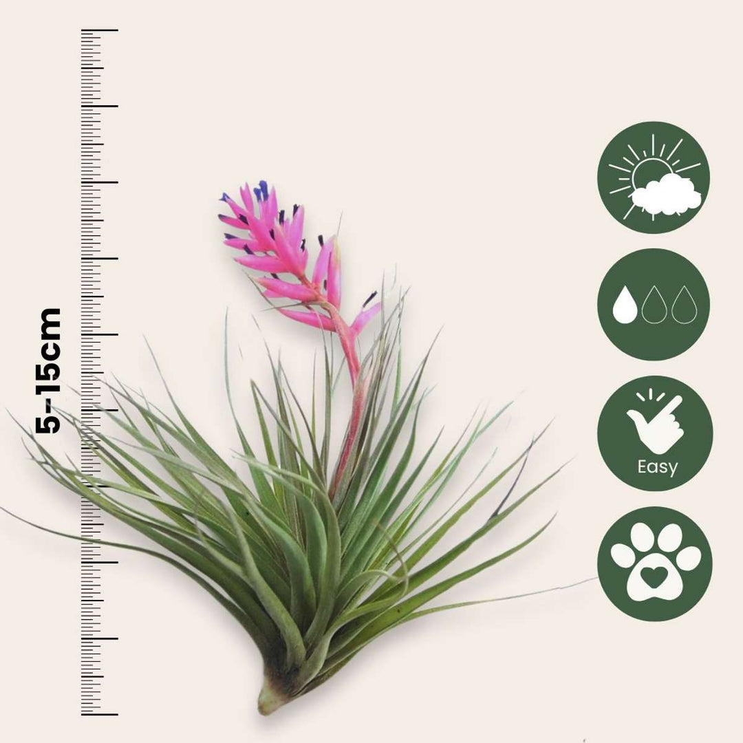 Tillandsia - Mix van 6 - Luchtplantjes