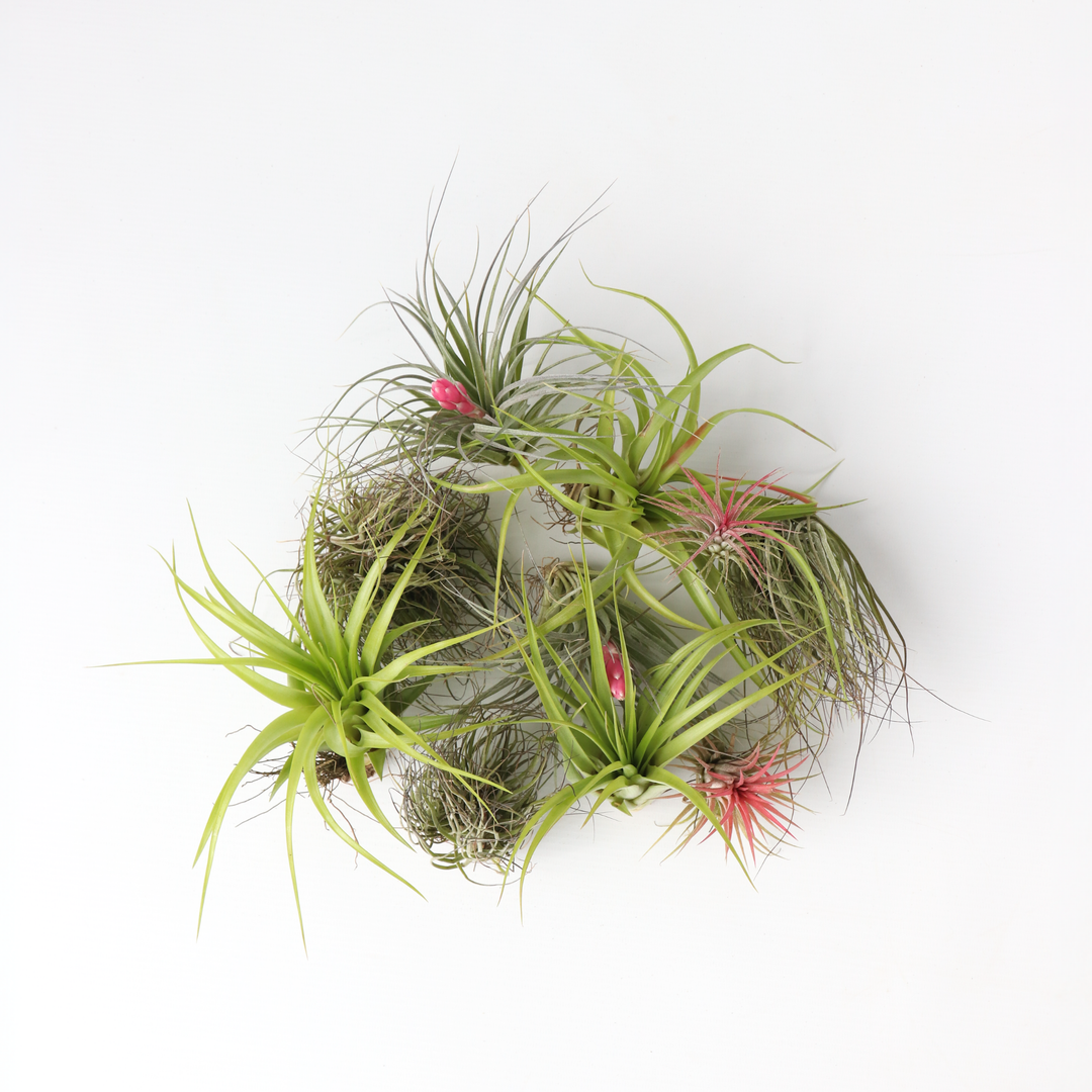 Tillandsia - Mix van 10 - Luchtplantjes