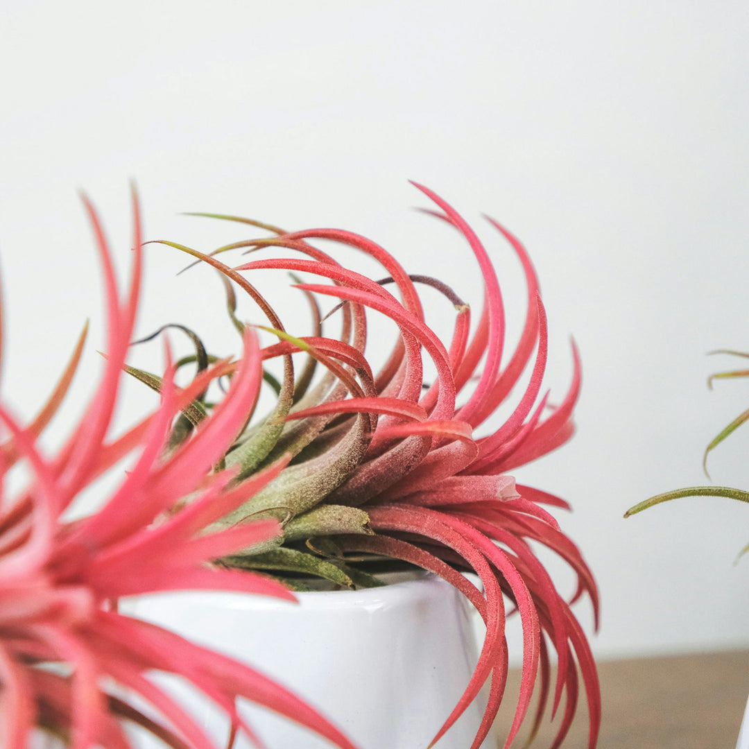 Tillandsia Ionantha (Air Plant) – Wild - Foto 14