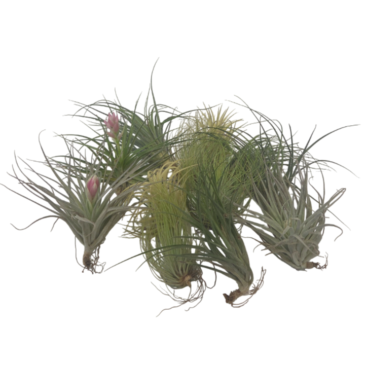 Tillandsia - 12 stuks - Luchtplantjes