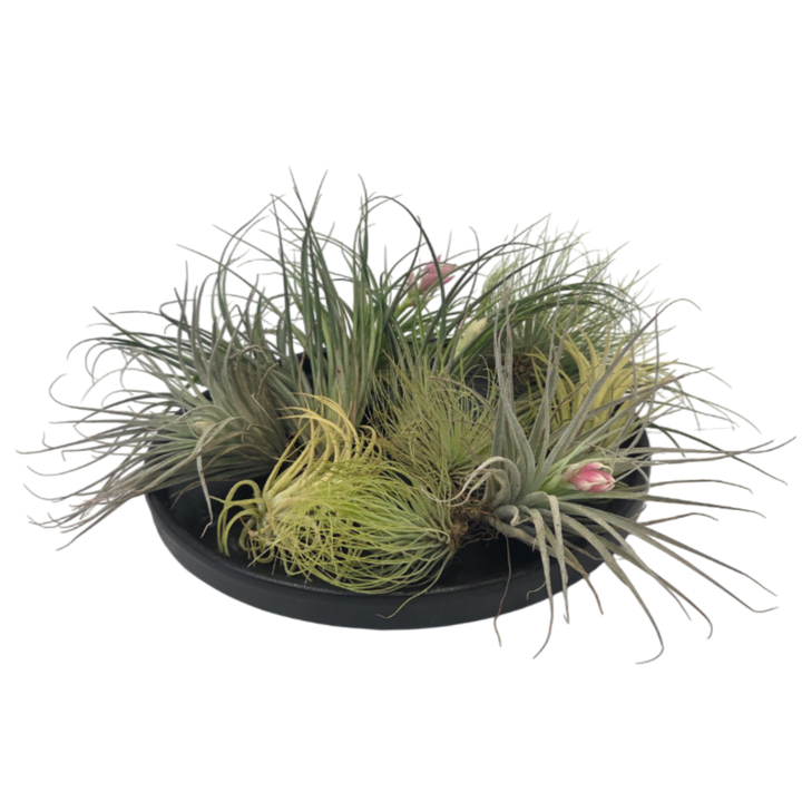 Tillandsia - 12 stuks - Luchtplantjes
