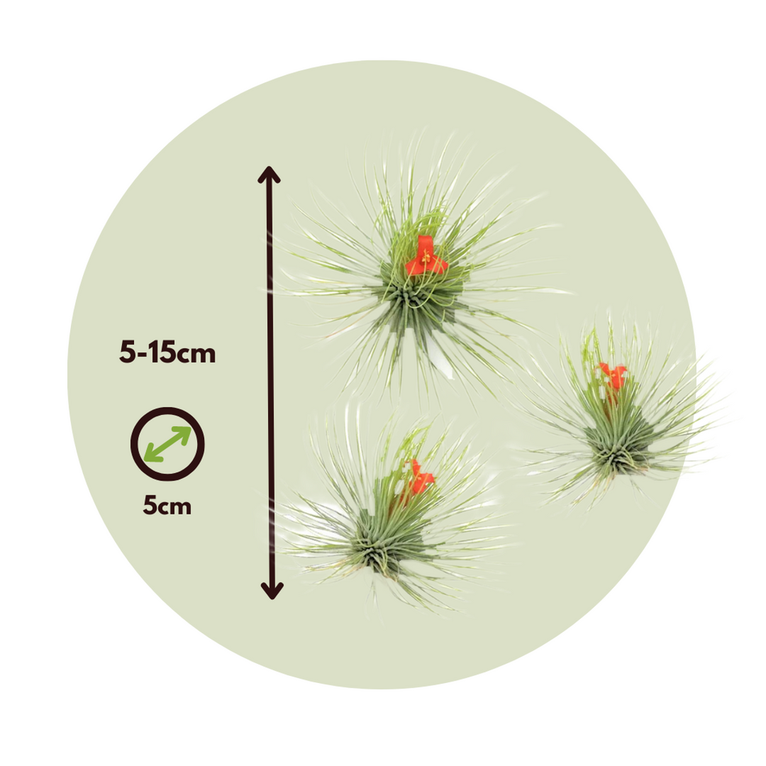 Tillandsia Andreana - 3 tk komplekt - Õhutaimed - FloraStore