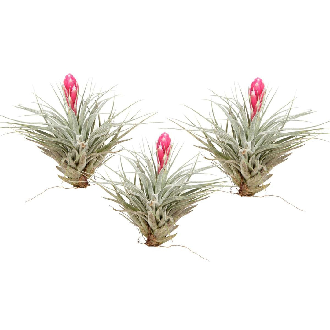 Tillandsia 'Cotton candy' - Set od 3 - Zračne biljke - FloraStore