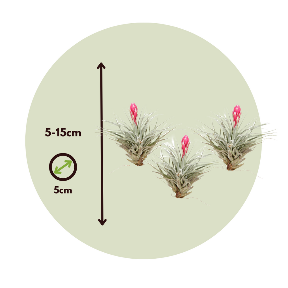 Tillandsia 'Cotton candy' - Set od 3 - Zračne biljke - FloraStore