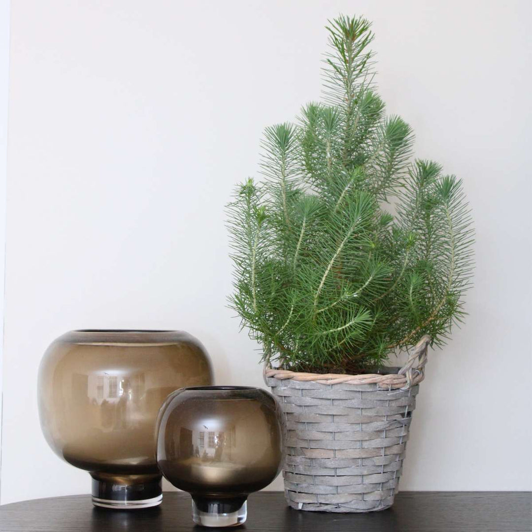 Pinus Pinea - Italiaanse Pijnboom met Decoratieve Mand