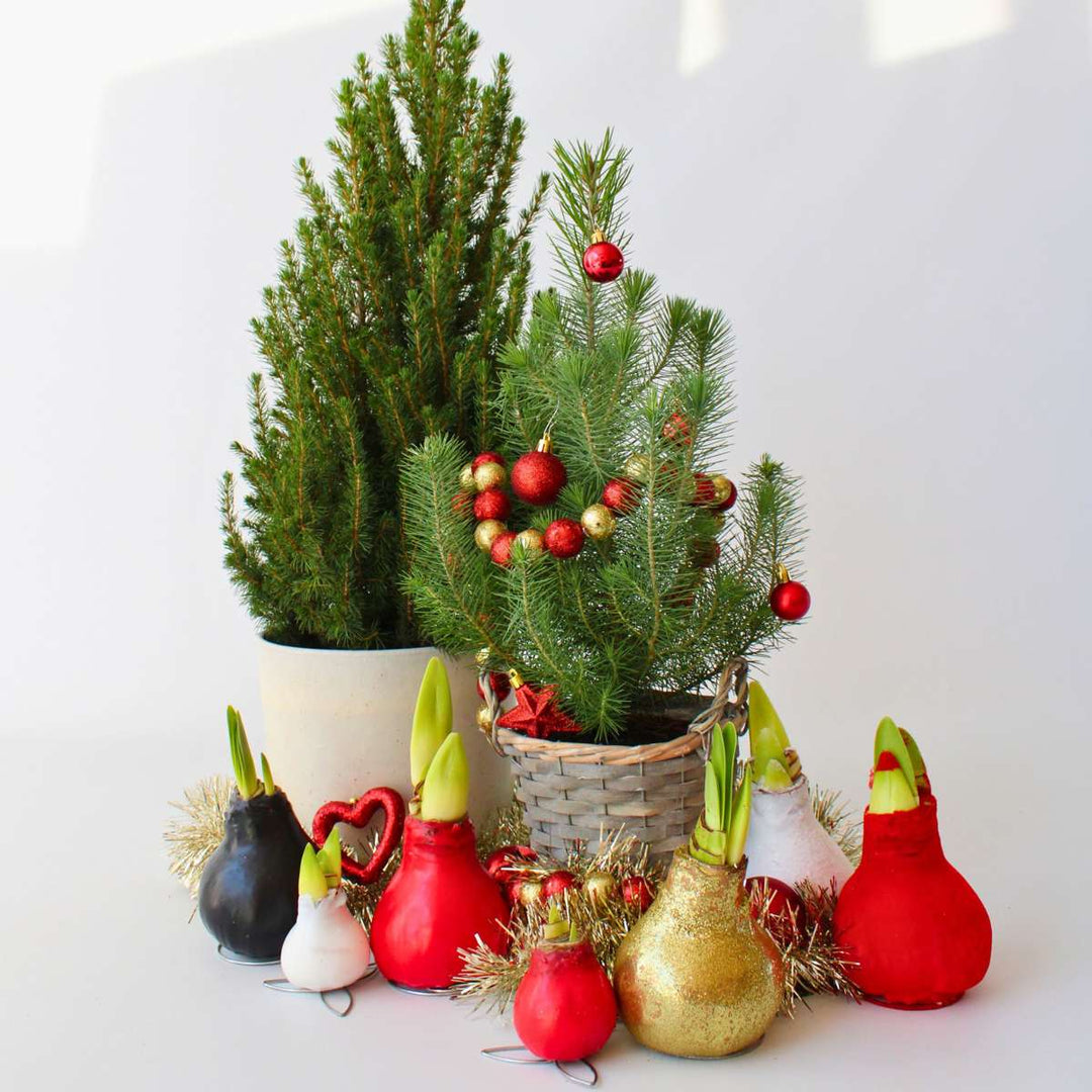 Pinus Pinea - Italiaanse Pijnboom met Decoratieve Mand