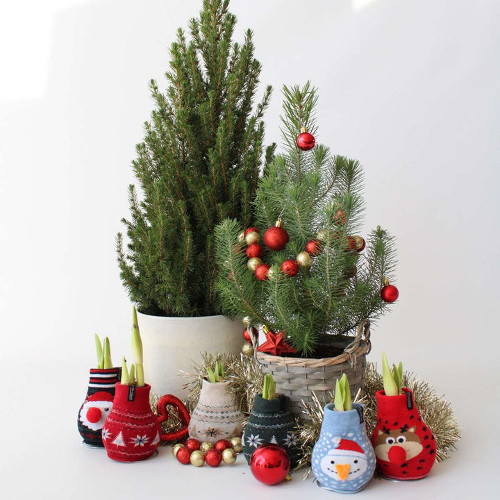 Pinus Pinea - Italiaanse Pijnboom met Decoratieve Mand