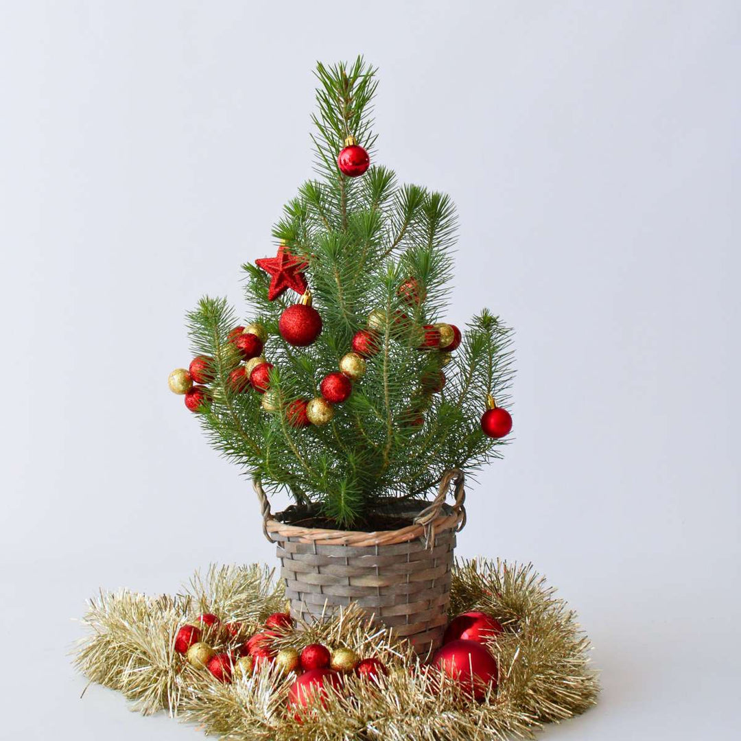 Pinus Pinea - Italiaanse Pijnboom met Decoratieve Mand