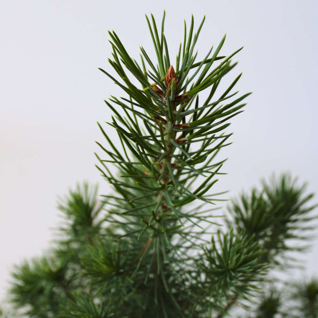 Pinus Pinea - Italiaanse Pijnboom met Decoratieve Mand