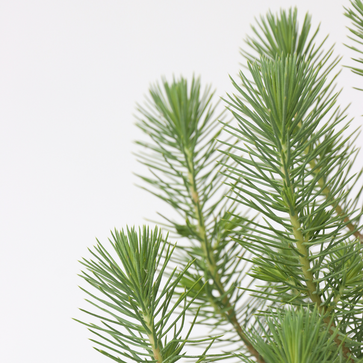 Pinus Pinea - Italiaanse Pijnboom met Decoratieve Mand