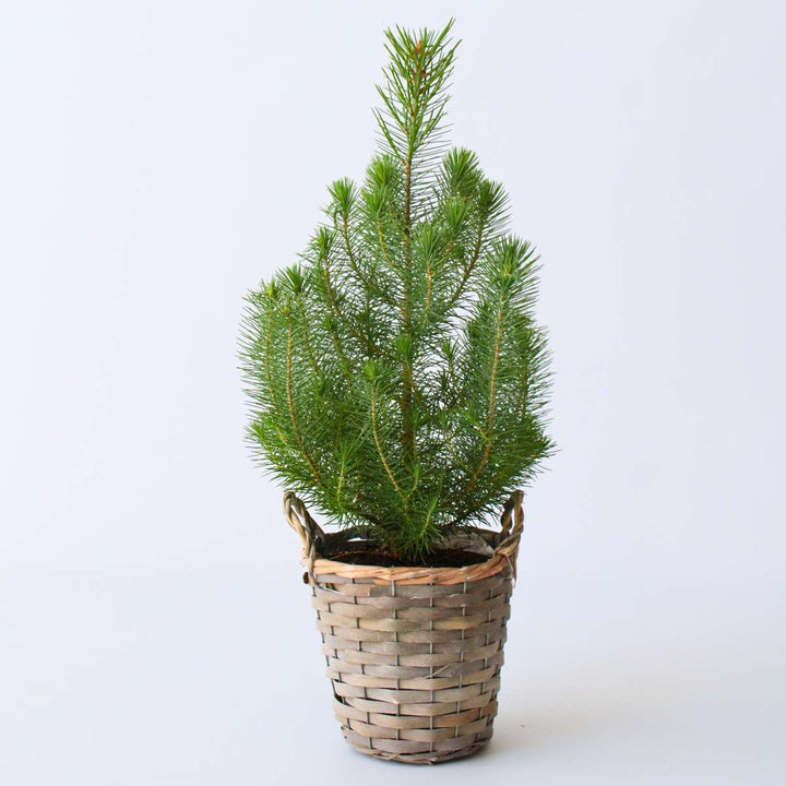 Pinus Pinea - Italiaanse Pijnboom met Decoratieve Mand