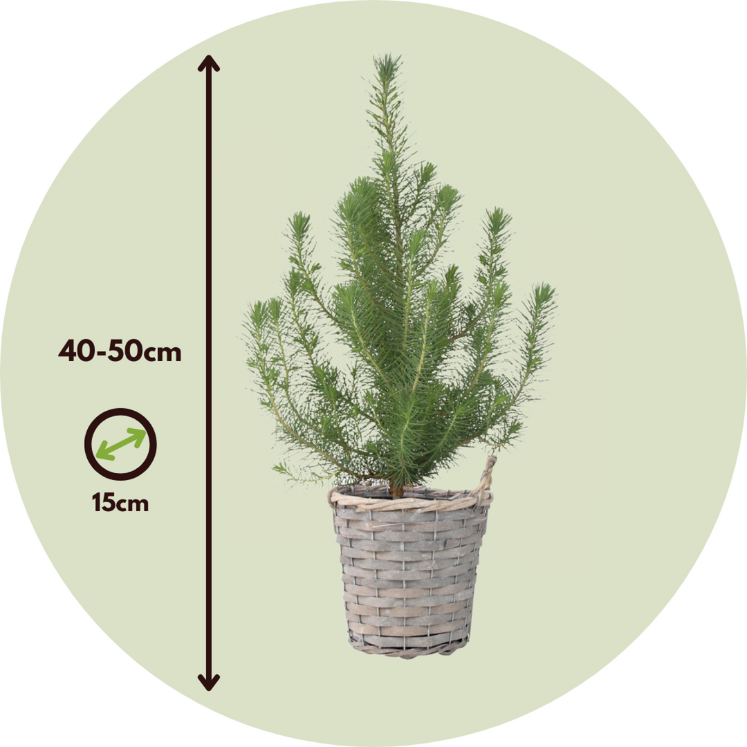 Pinus Pinea - Italian Pine with Decorative Basket