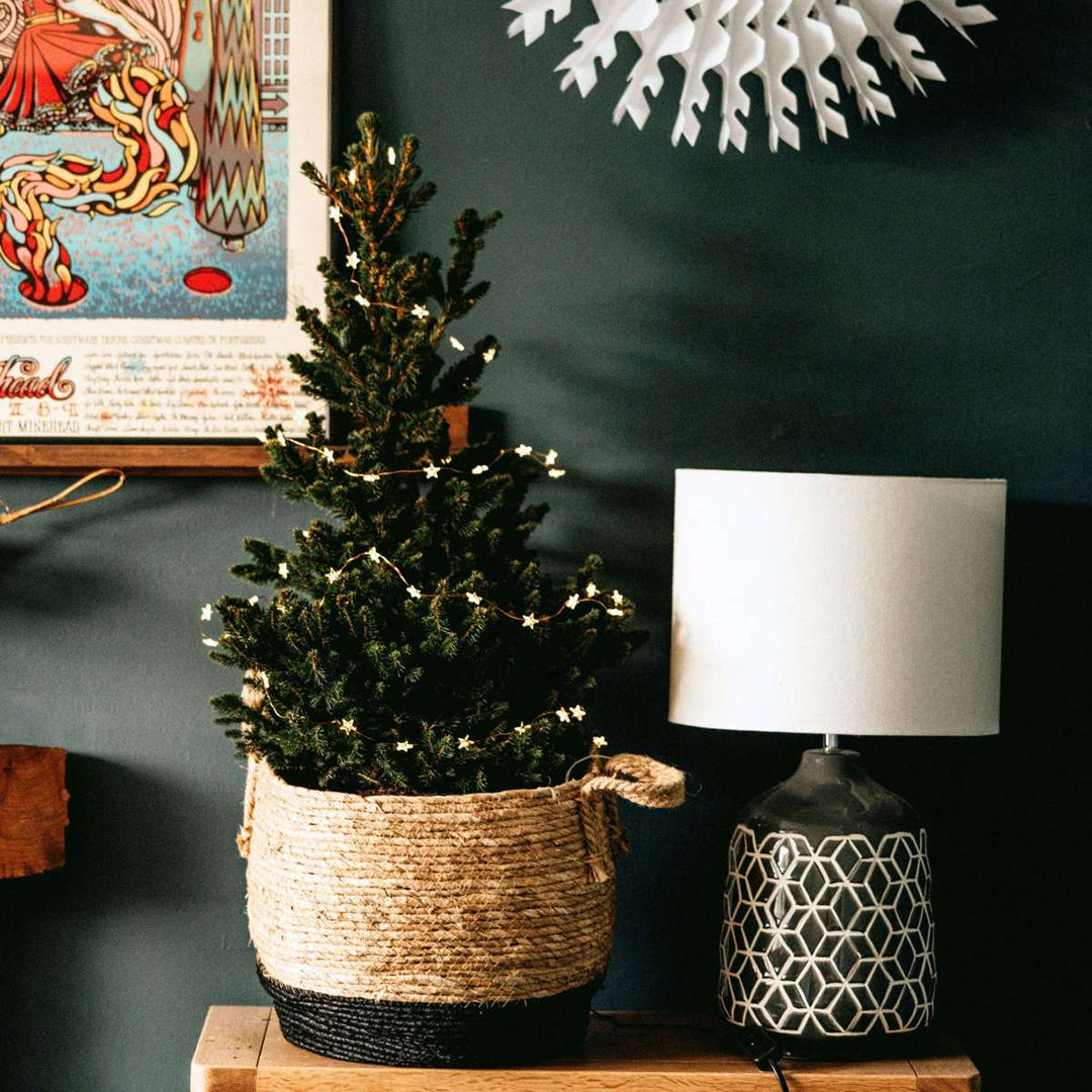 Picea Glauca 'December' - Mini-kerstboom