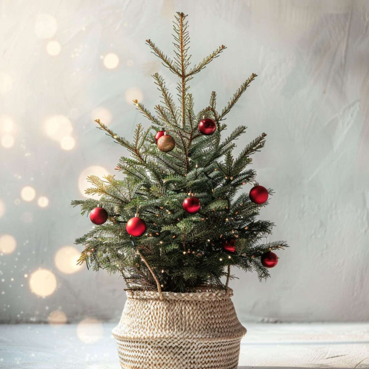Picea Glauca 'December' - Mini-kerstboom