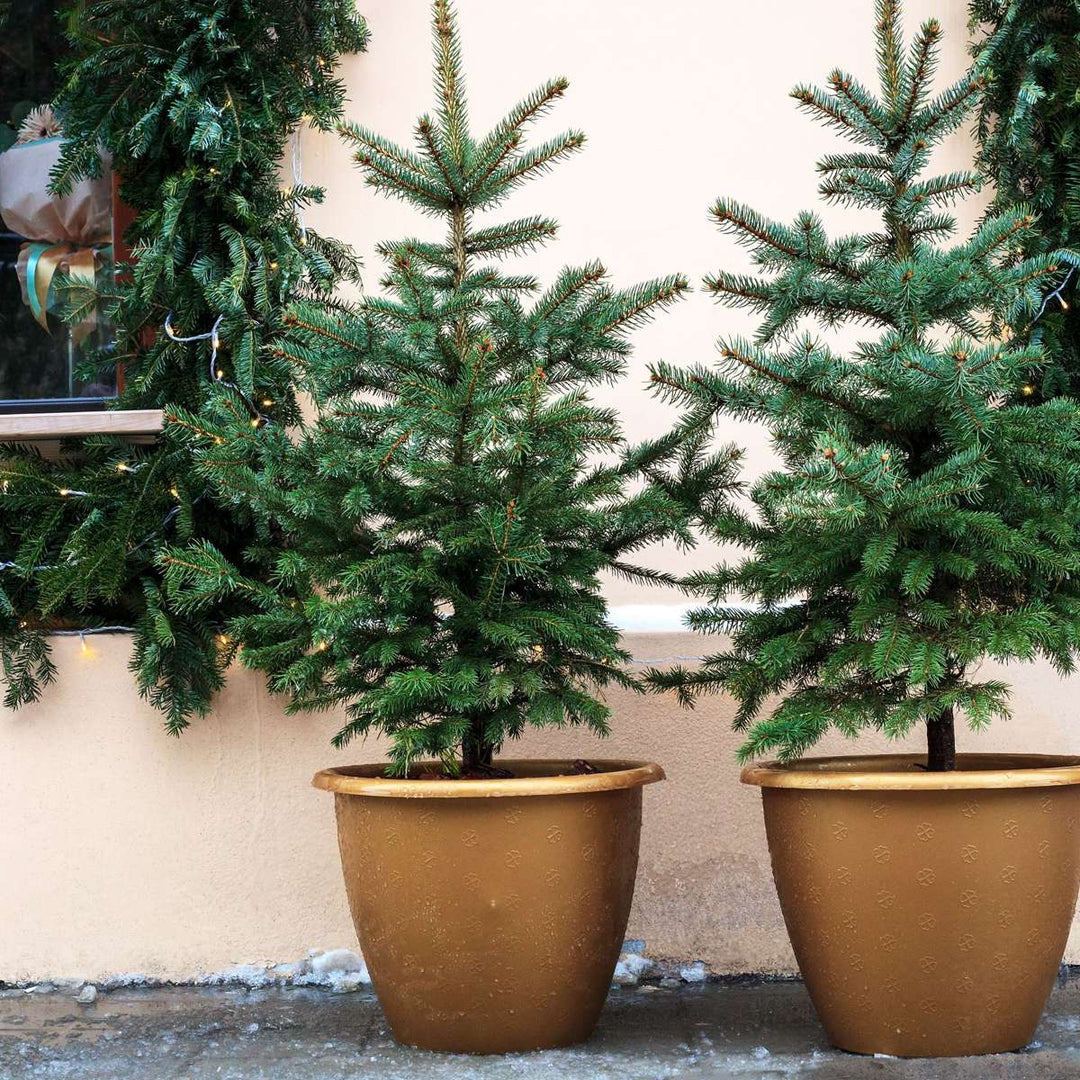 Picea Glauca 'December' - Mini-kerstboom