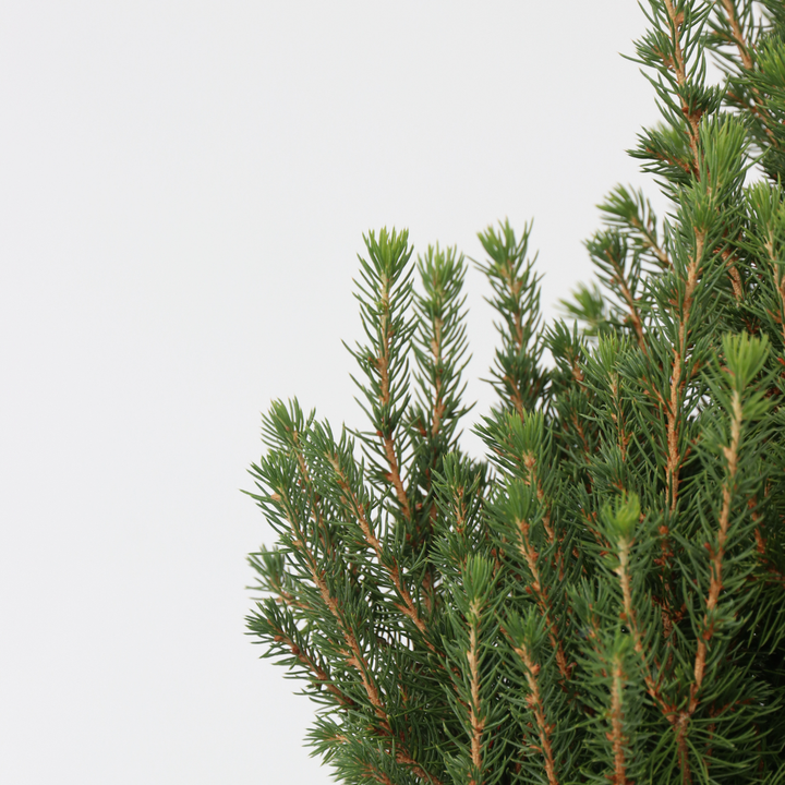 Picea Glauca 'December' - Mini-kerstboom