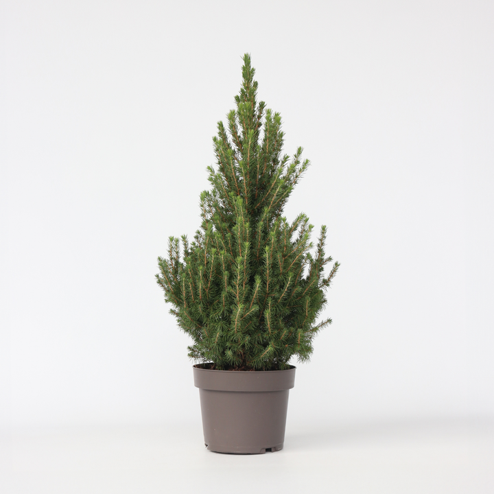 Picea Glauca 'December' - Mini-kerstboom