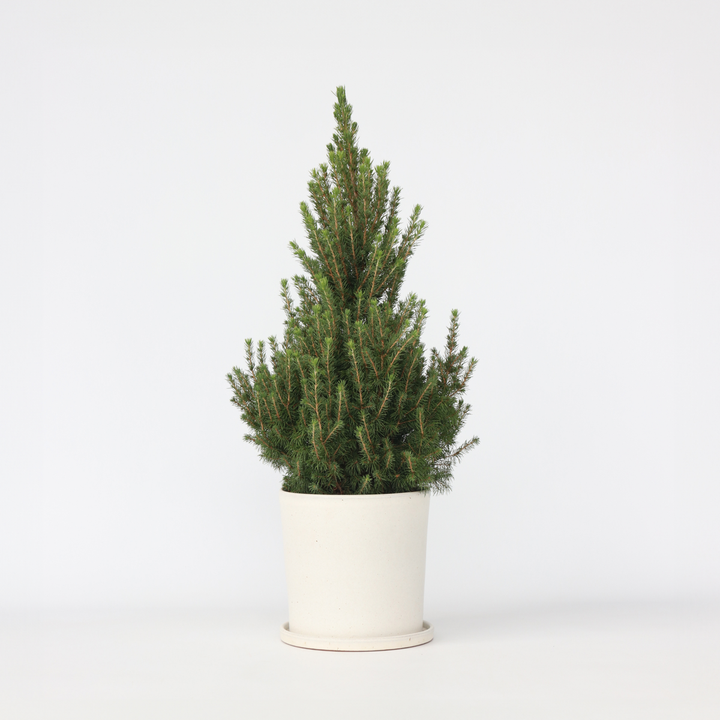 Picea Glauca 'December' - Mini-kerstboom