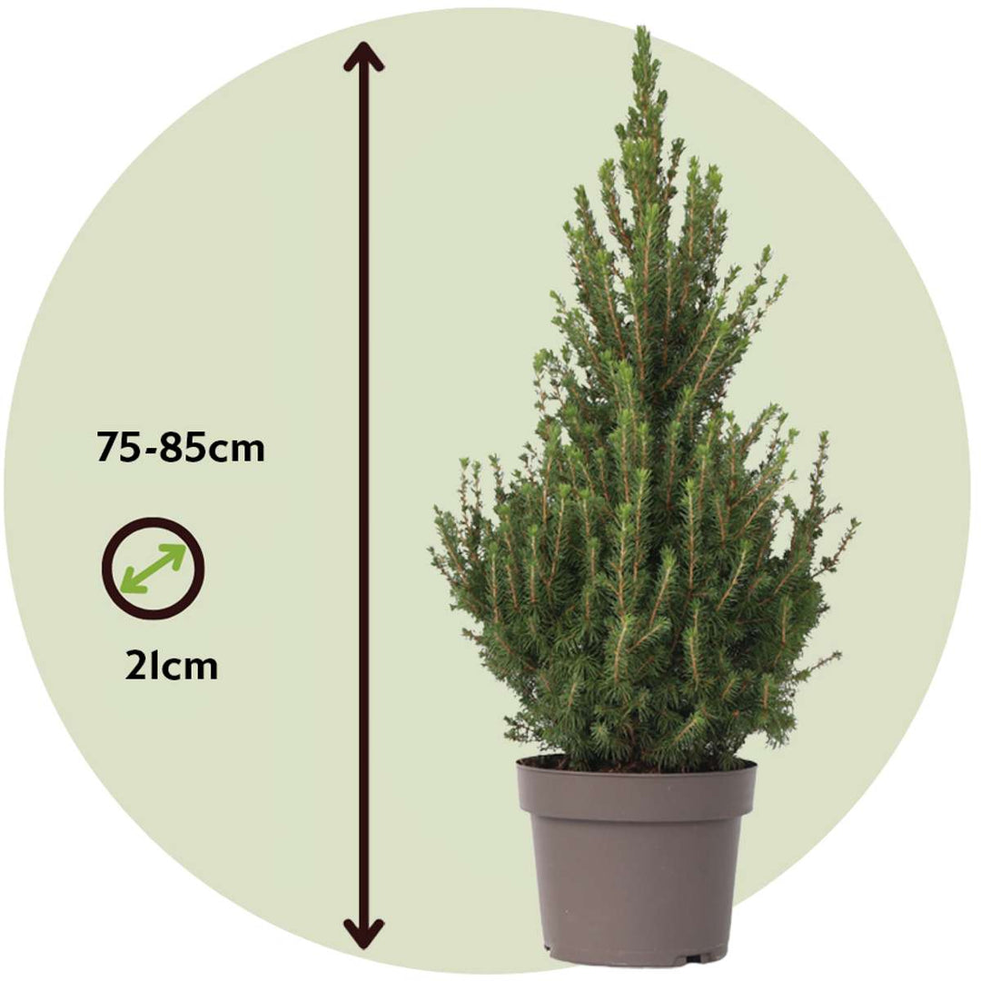 Picea Glauca 'December' - Mini-kerstboom