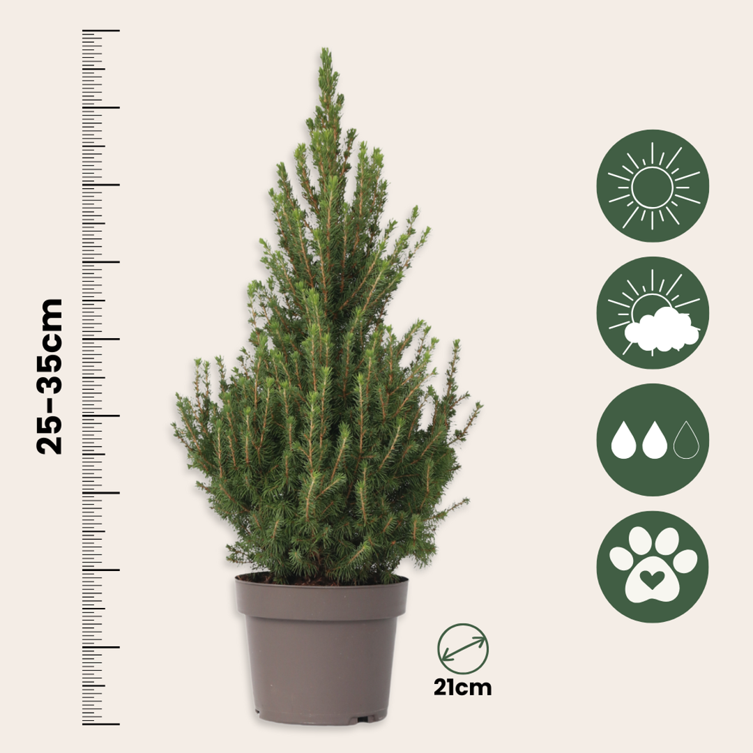 Picea Glauca 'December' - Mini-kerstboom