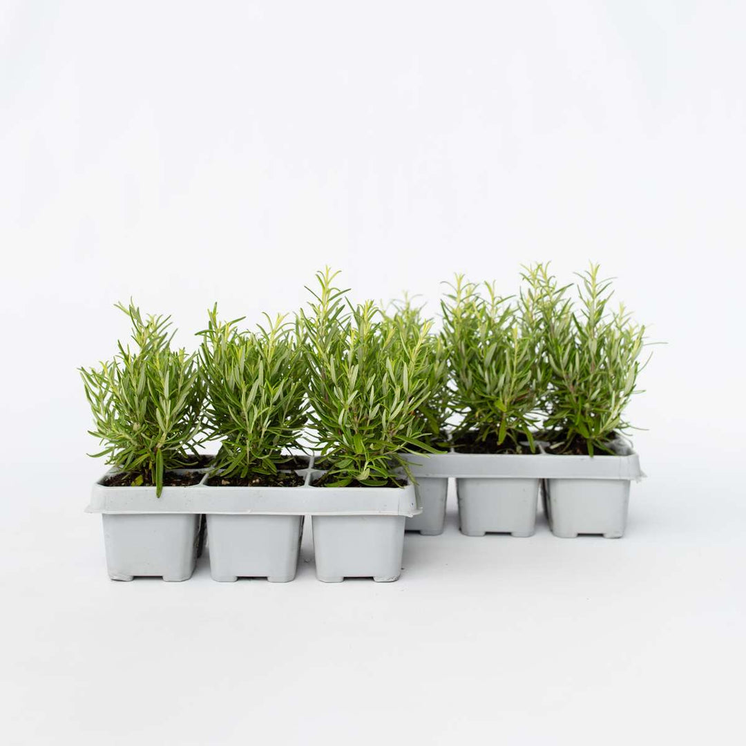 Ružmarin 'Rosmarinus officinalis' - Set od 12 - FloraStore