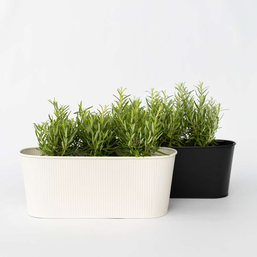 Ružmarin 'Rosmarinus officinalis' - Set od 12 - FloraStore