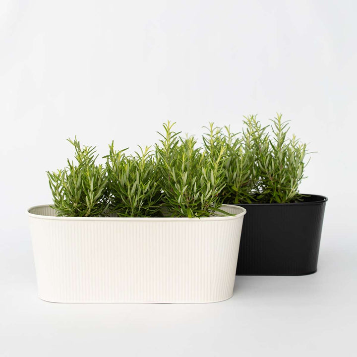 Ružmarin 'Rosmarinus officinalis' - Set od 12 - FloraStore