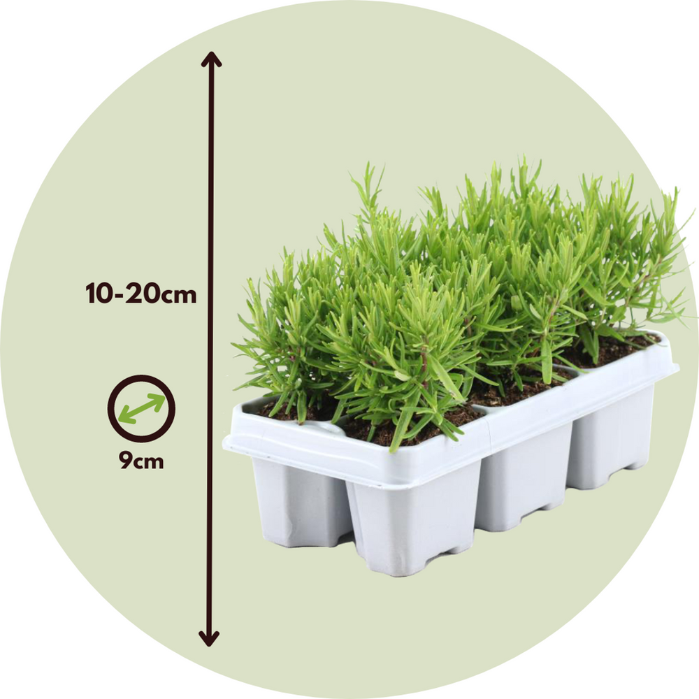 Ružmarin 'Rosmarinus officinalis' - Set od 12 - FloraStore