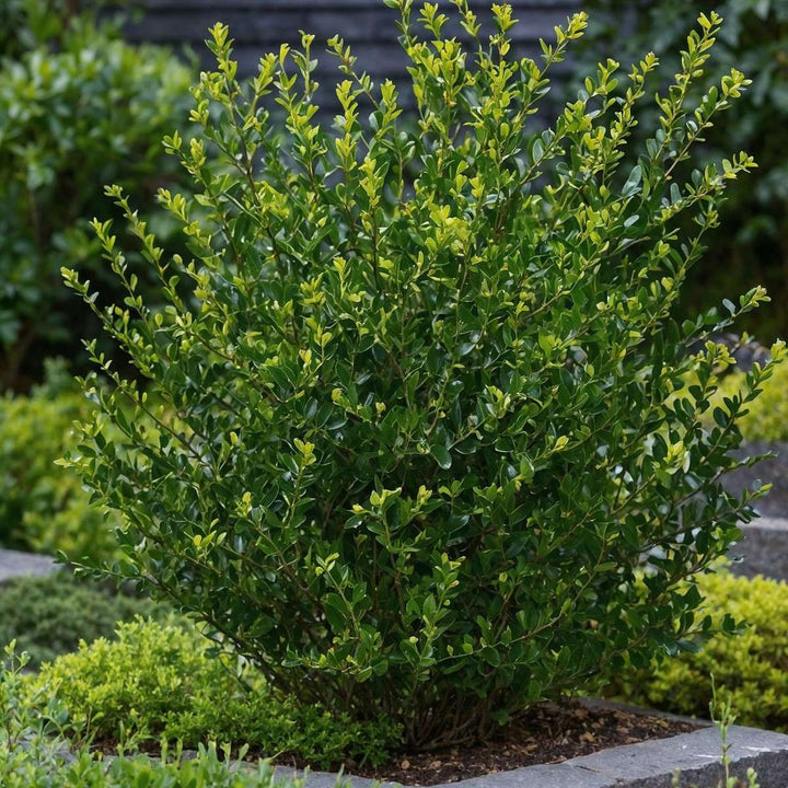 Ilex crenata 'Jenny' - Set van 12 - Japanse hulst