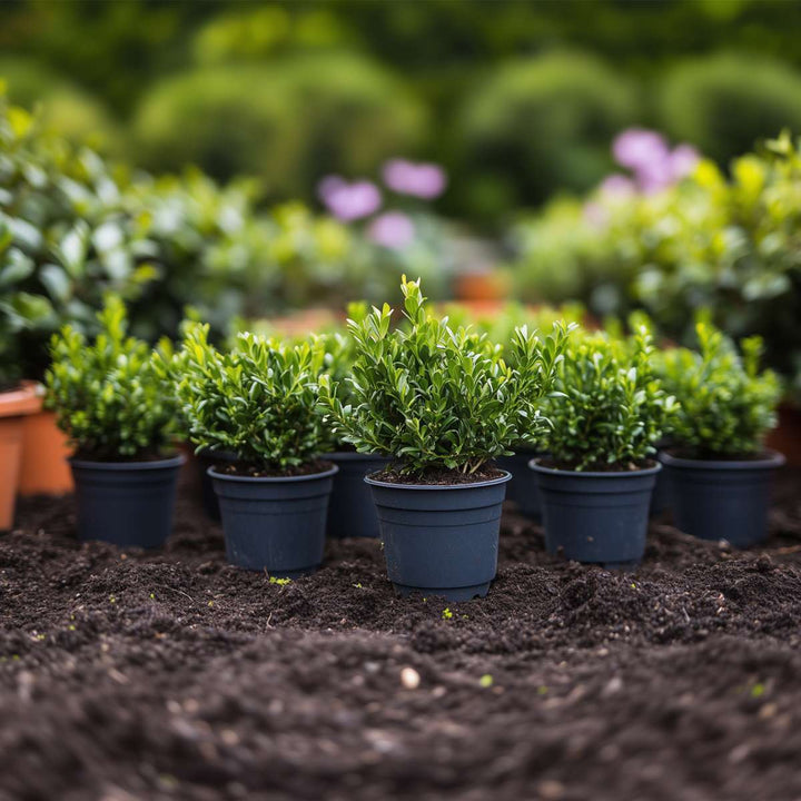 Ilex crenata 'Jenny' - Set van 12 - Japanse hulst