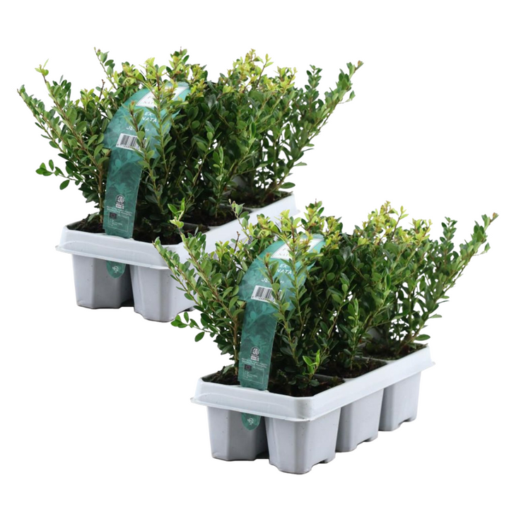 Ilex crenata 'Jenny' - Set van 12 - Japanse hulst