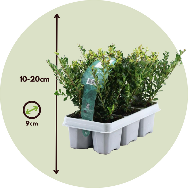 Ilex crenata 'Jenny' - Set van 12 - Japanse hulst