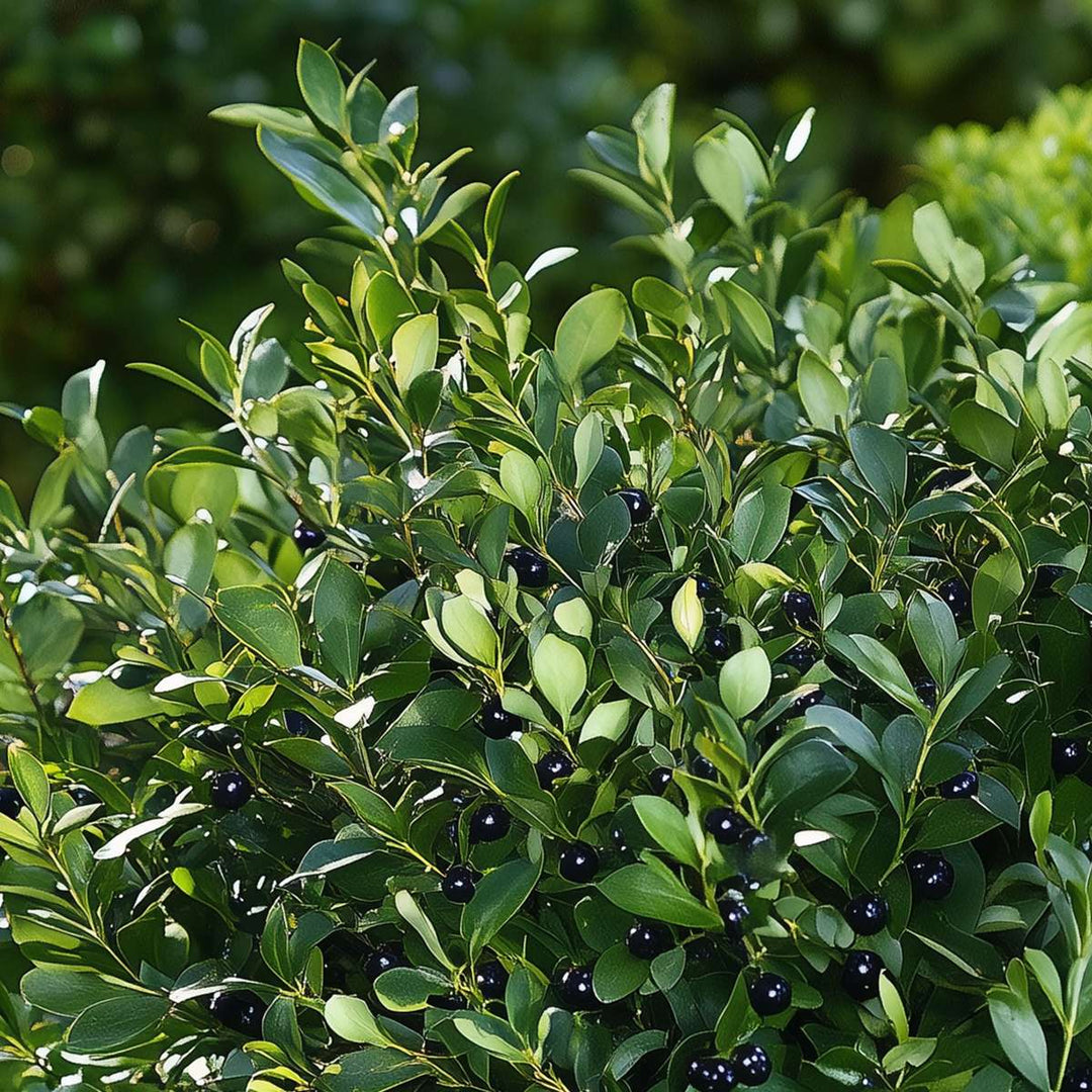 Ilex crenata - Japanse hulst