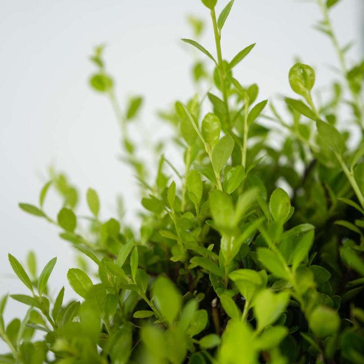 Ilex crenata 'piramide' - Japanse Hulst