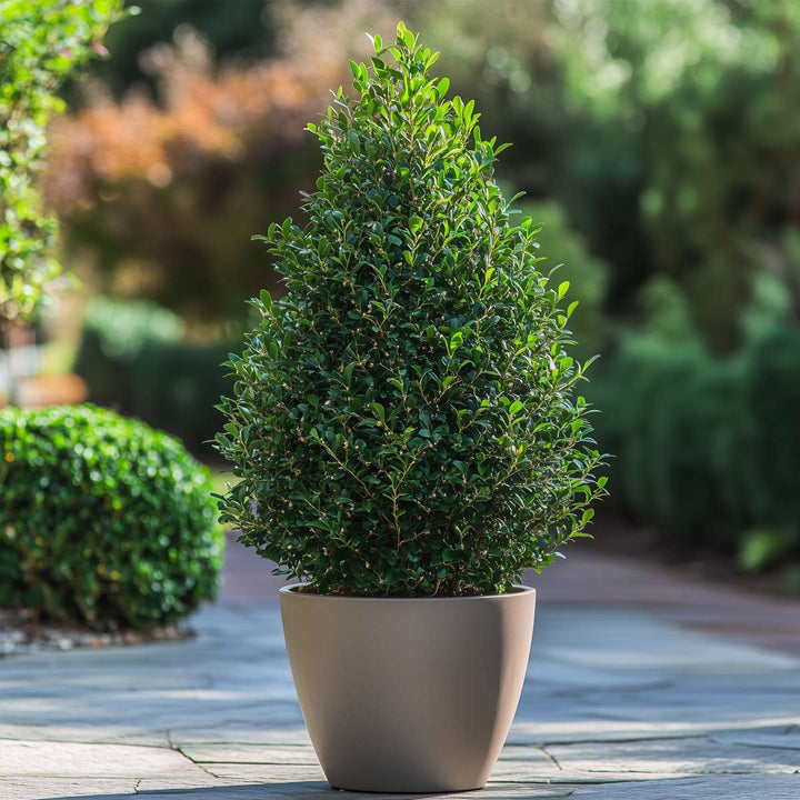 Ilex crenata 'Piramide' - Set van 2 - Japanse hulst