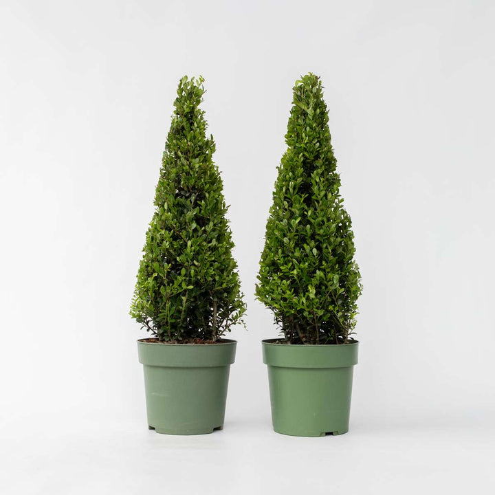 Ilex crenata 'Piramide' - Set van 2 - Japanse hulst