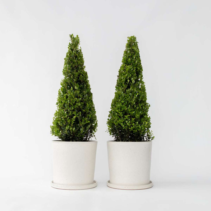 Ilex crenata 'Piramide' - Set van 2 - Japanse hulst