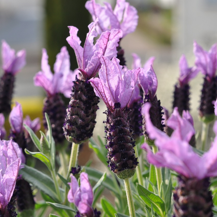 Lavandula stoechas 'Anouk' - Set od 2 komada - Stablo lavande