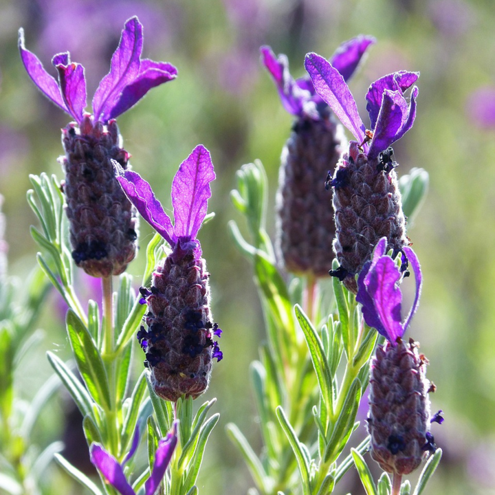 Lavandula stoechas 'Anouk' - Set od 2 komada - Stablo lavande