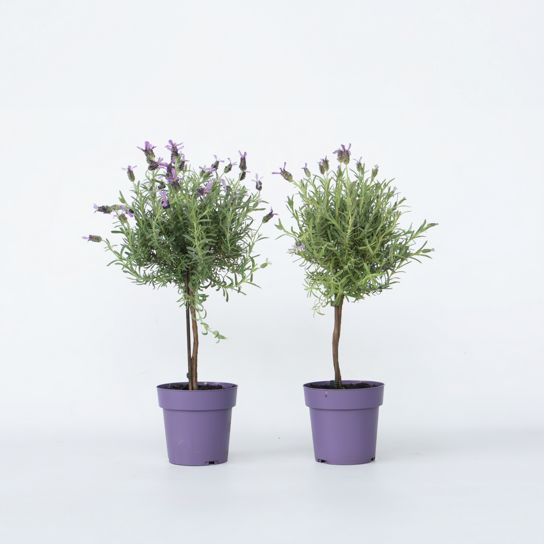 Lavandula stoechas 'Anouk' - Set od 2 komada - Stablo lavande